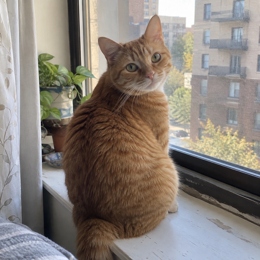 一只橘猫趴在窗边